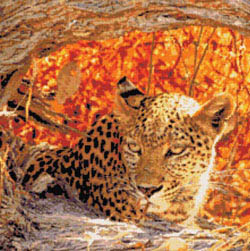Kustom Krafts - Hiding Leopard 