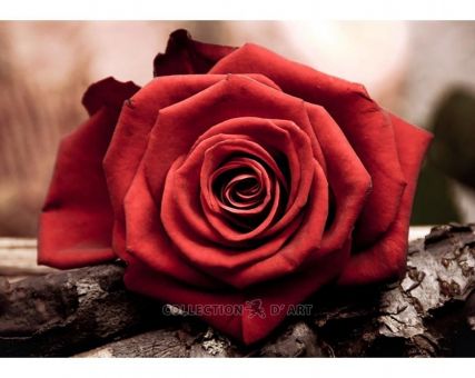 Diamond Embroidery/ Diamond Painting - Red rose 