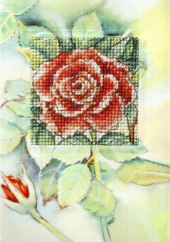 Orchidea - Greeting card Rose 