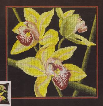 Super SALE RTO - Orchids Cymbidium 