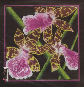 RTO - Orchids Zigopetalum 